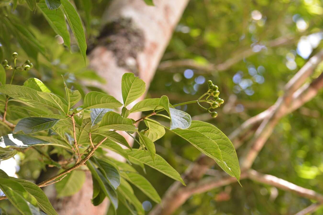 Image of Coussarea chiapensis Borhidi