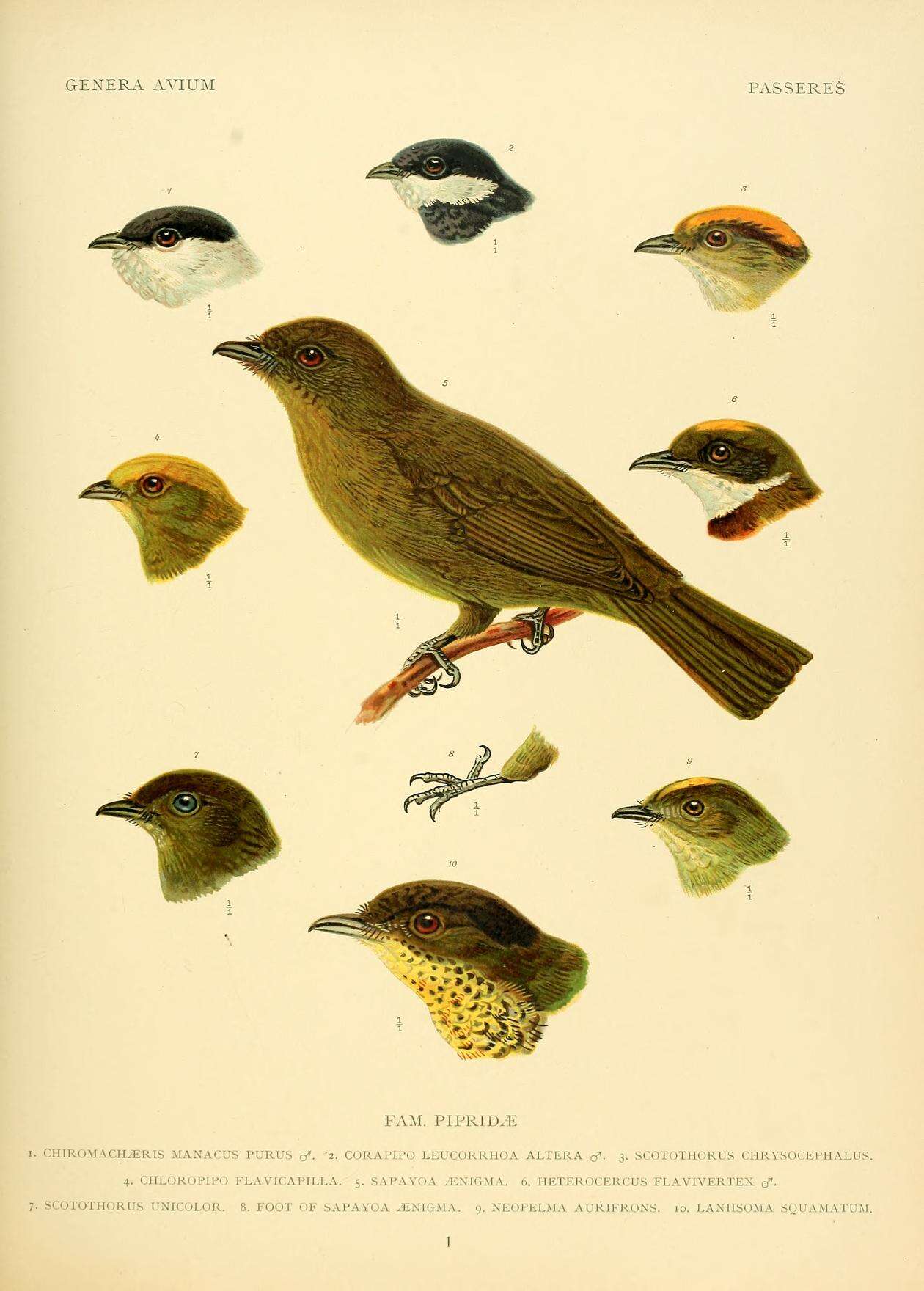 Image of White-bearded Manakin