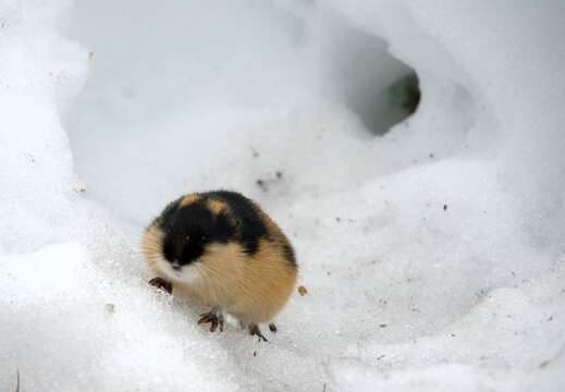 Image of Norway Lemming