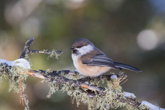 Image of Grey-headed Chickadee