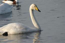 Image of Whooper Swan
