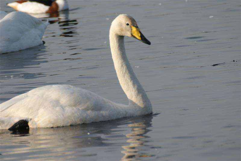 Image of Whooper Swan