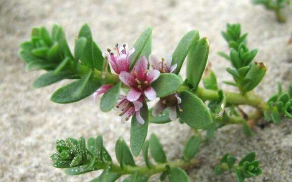 Image of black saltwort