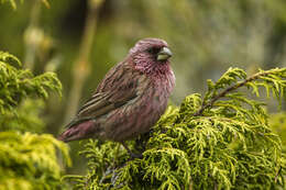 Plancia ëd Carpodacus rhodochlamys (Brandt & JF 1843)