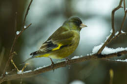 Image of Grey-capped Greenfinch