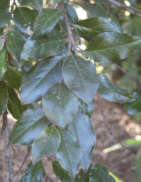 Image of Petalostigma pubescens Domin