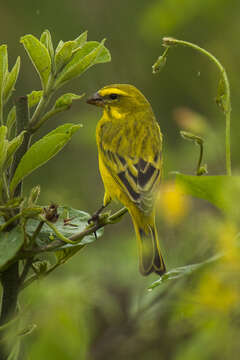 Imagem de Crithagra sulphurata (Linnaeus 1766)