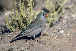 Image of Trumpeter Finch