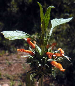 Sivun Leonotis nepetifolia var. nepetifolia kuva