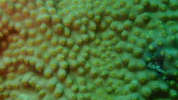 Image of Turbinaria coral