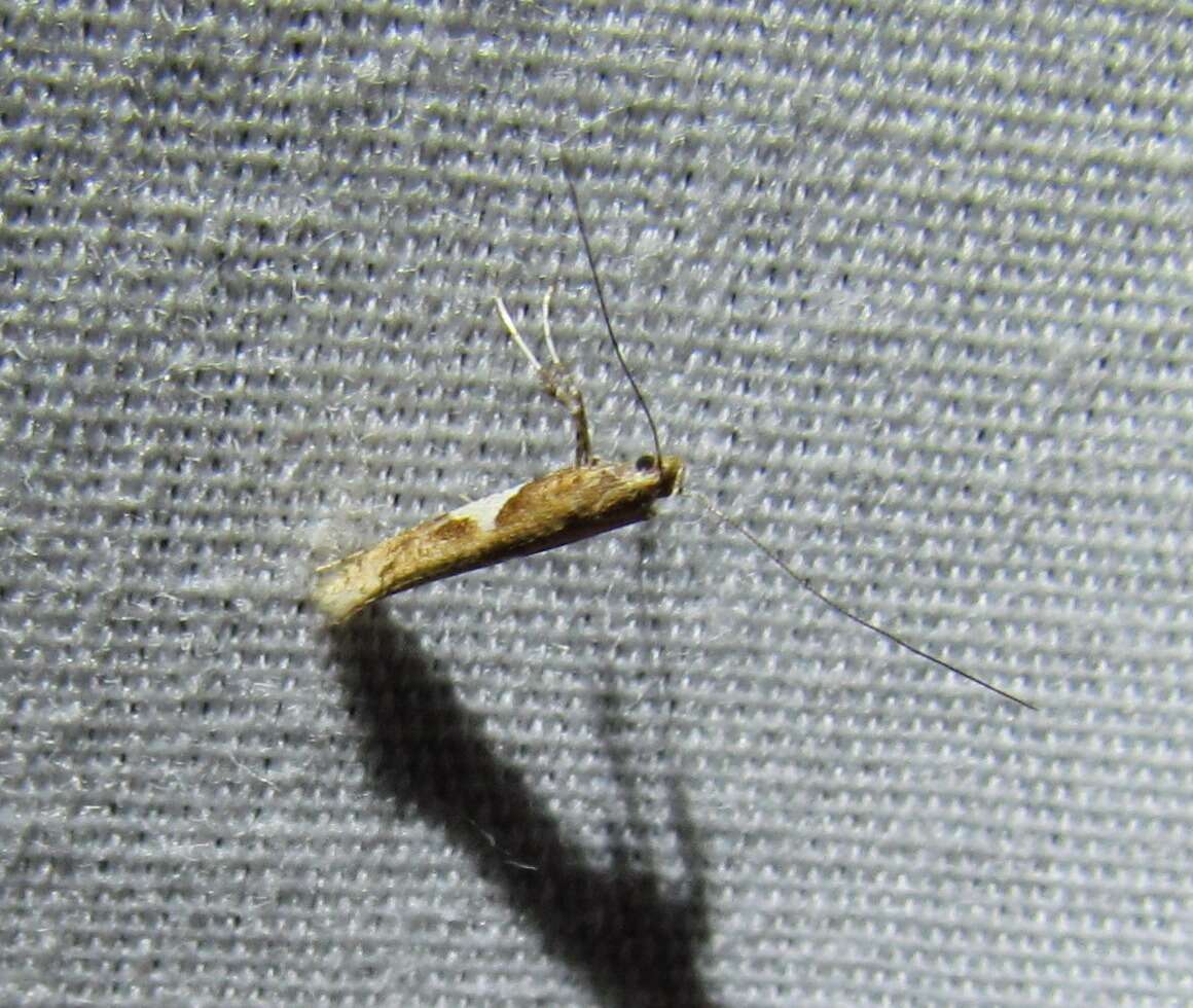 Imagem de Caloptilia stigmatella (Fabricius 1781)