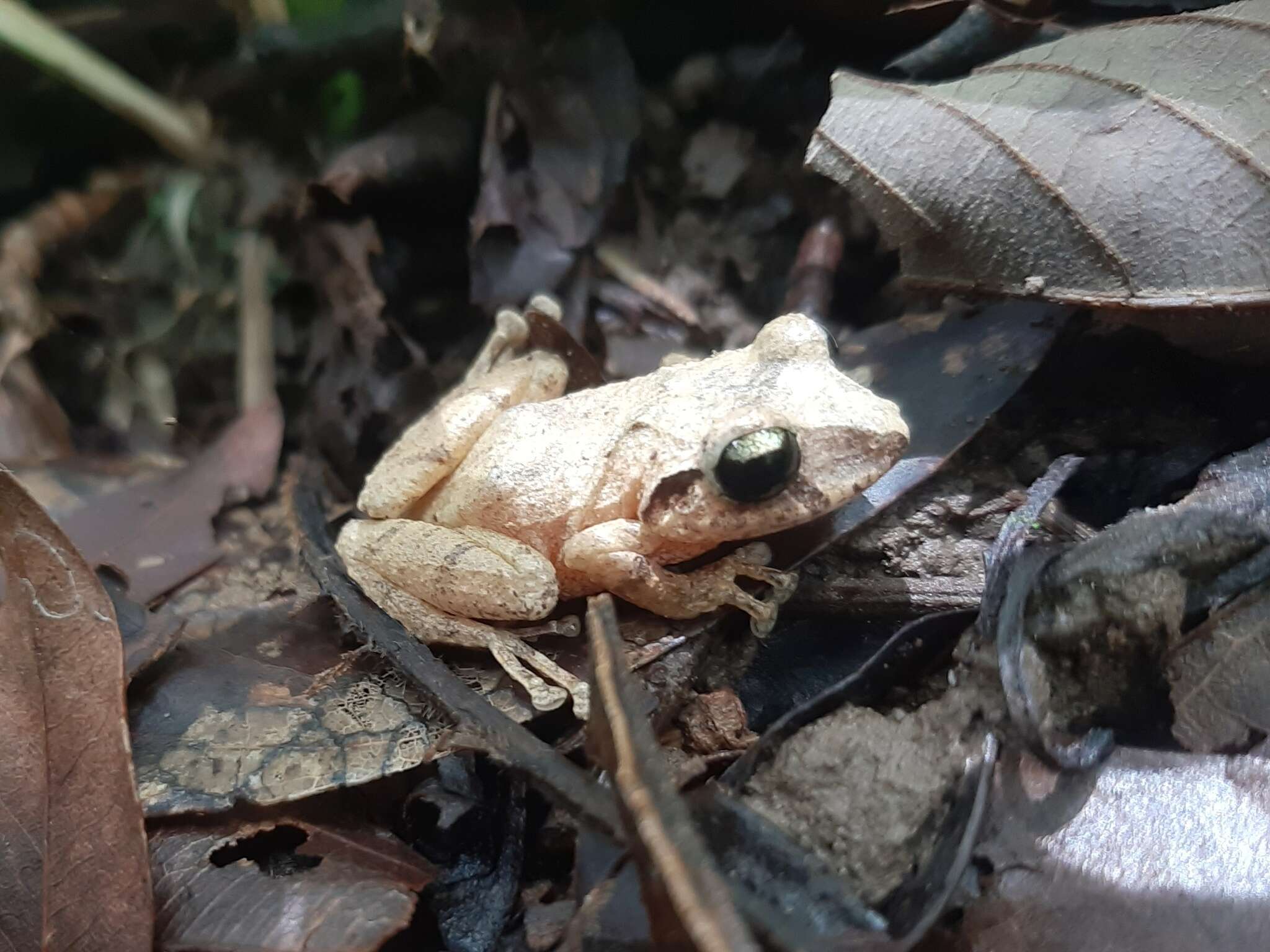 Image of Banded Robber Frog