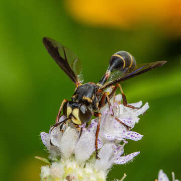 Image of Physocephala marginata (Say 1823)