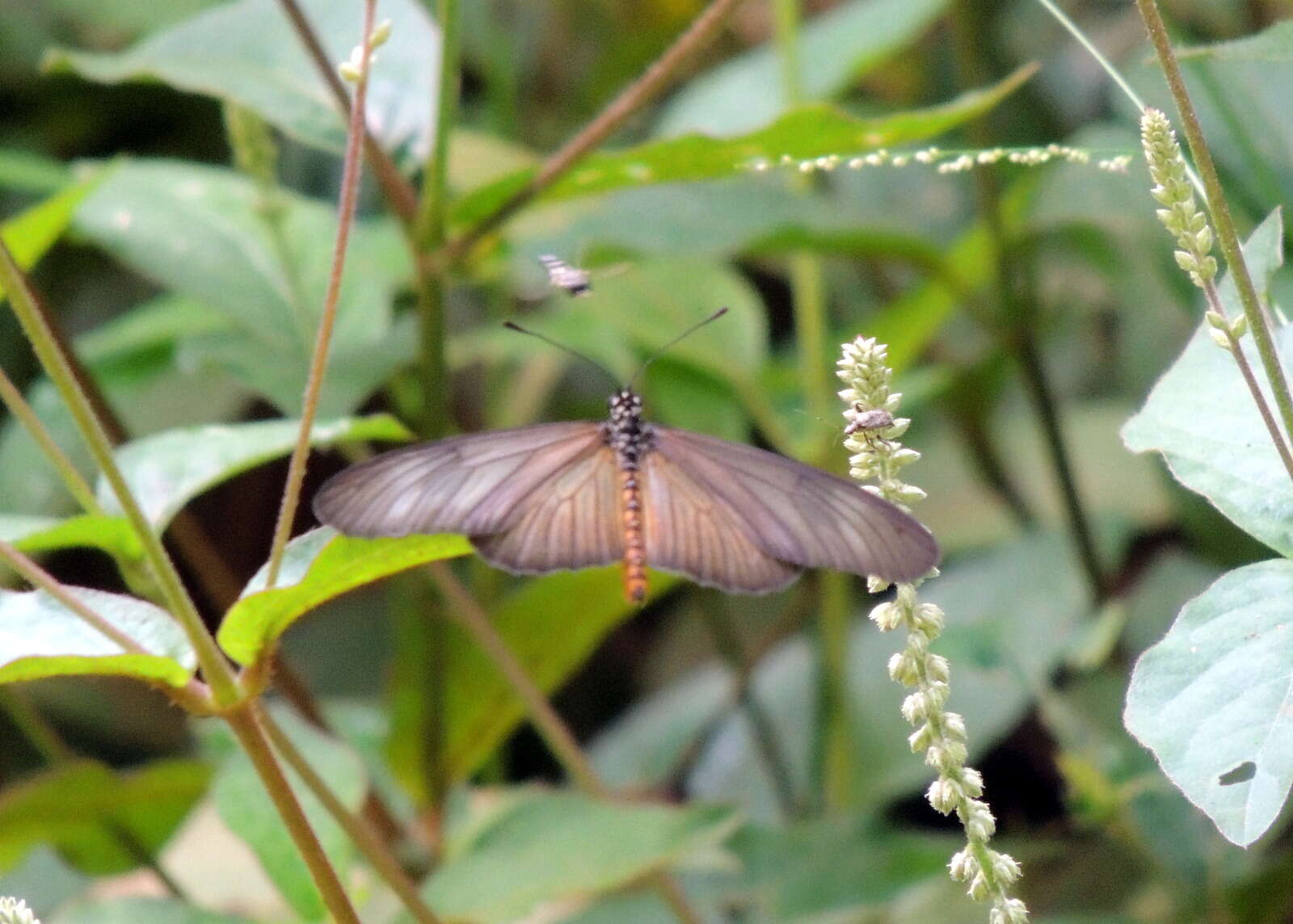 Image of Acraea lycoa Godart 1819