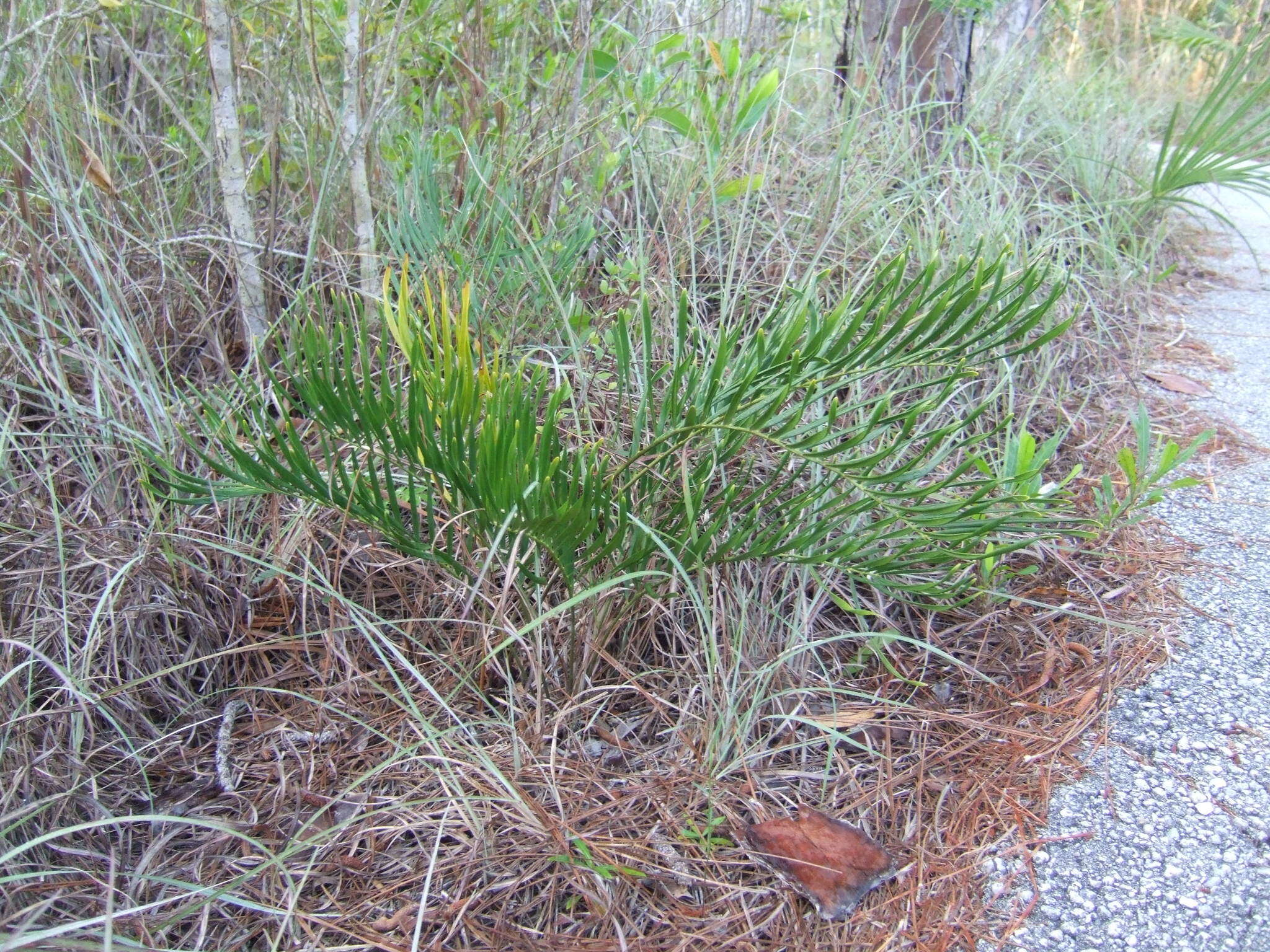 Image of Florida arrowroot