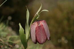Image of Fritillaria tubaeformis subsp. tubaeformis