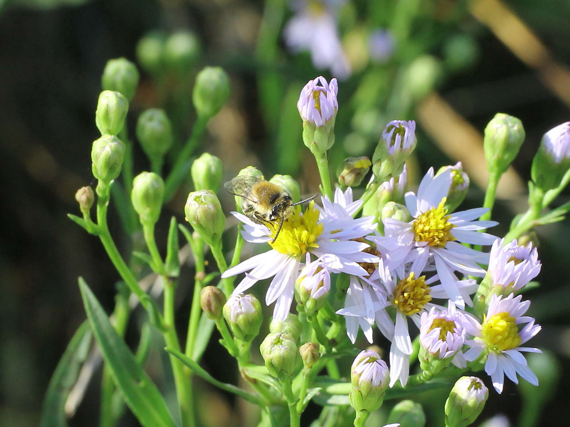 Image of Colletes halophilus Verhoeff 1944