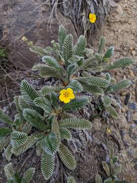 Image of Argentina tugitakensis (Masam.) Soják