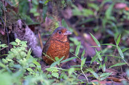 صورة Grallaria gigantea Lawrence 1866