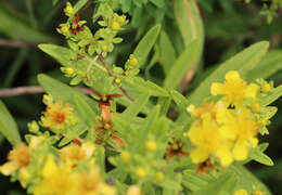 صورة Hypericum lobocarpum Gattinger