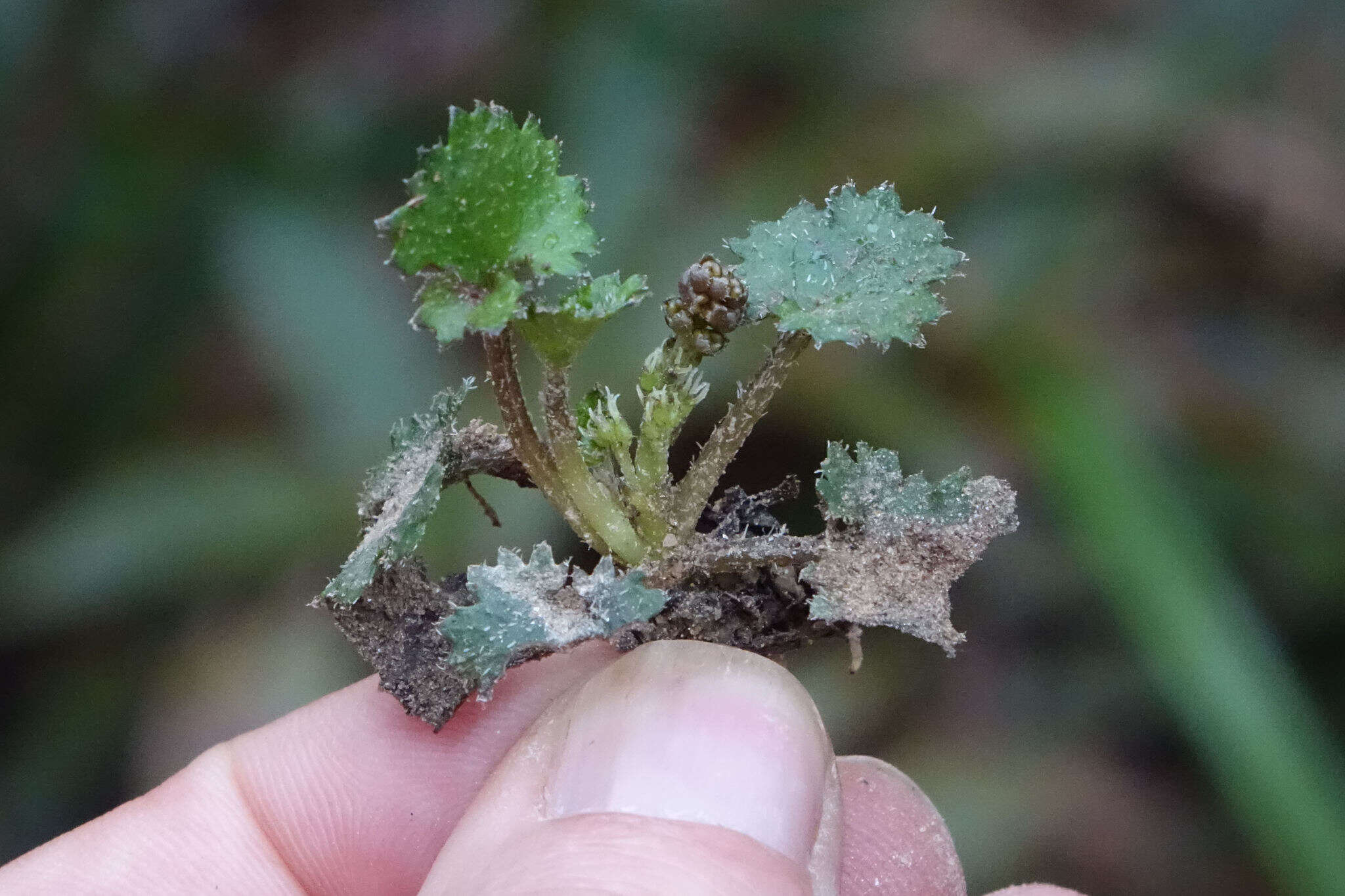 صورة Gunnera monoica Raoul