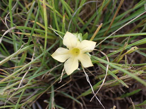 Image de Sebaea grandis (E. Mey.) Steud.