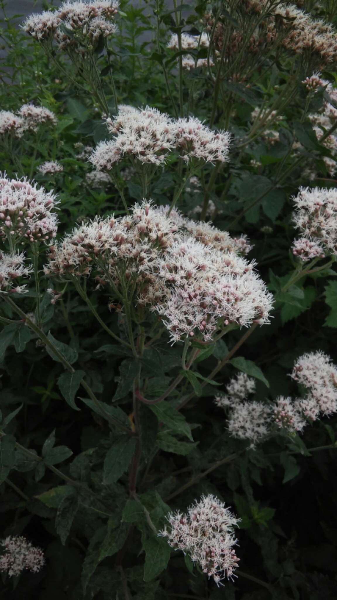 Image of hemp agrimony