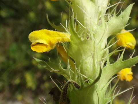 Image of Melampyrum carstiense (Ronn.) Fritsch