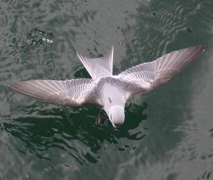 Image of Fork-tailed Storm Petrel