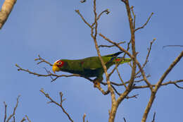 صورة Amazona xantholora (Gray & GR 1859)