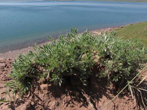 Image of Oxytropis includens Basil.