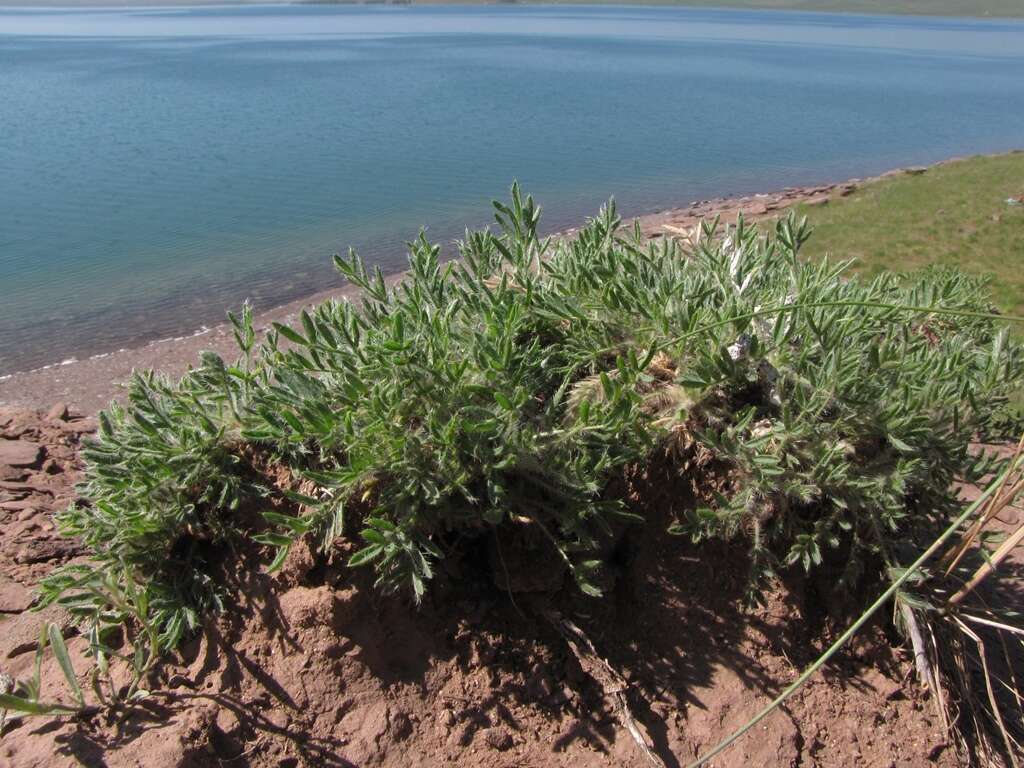 Plancia ëd Oxytropis includens Basil.