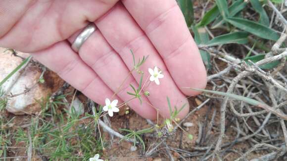 Imagem de Pharnaceum dichotomum L. fil.