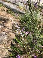 Слика од Liatris microcephala (Small) Schumann