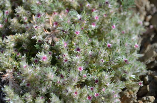 Image of Polygonum mezianum H. Gross