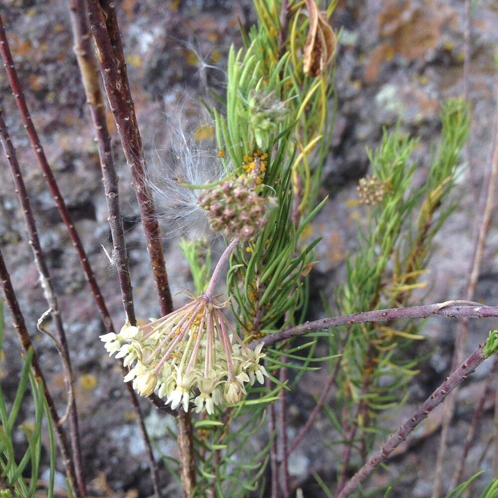 Image of pineneedle milkweed