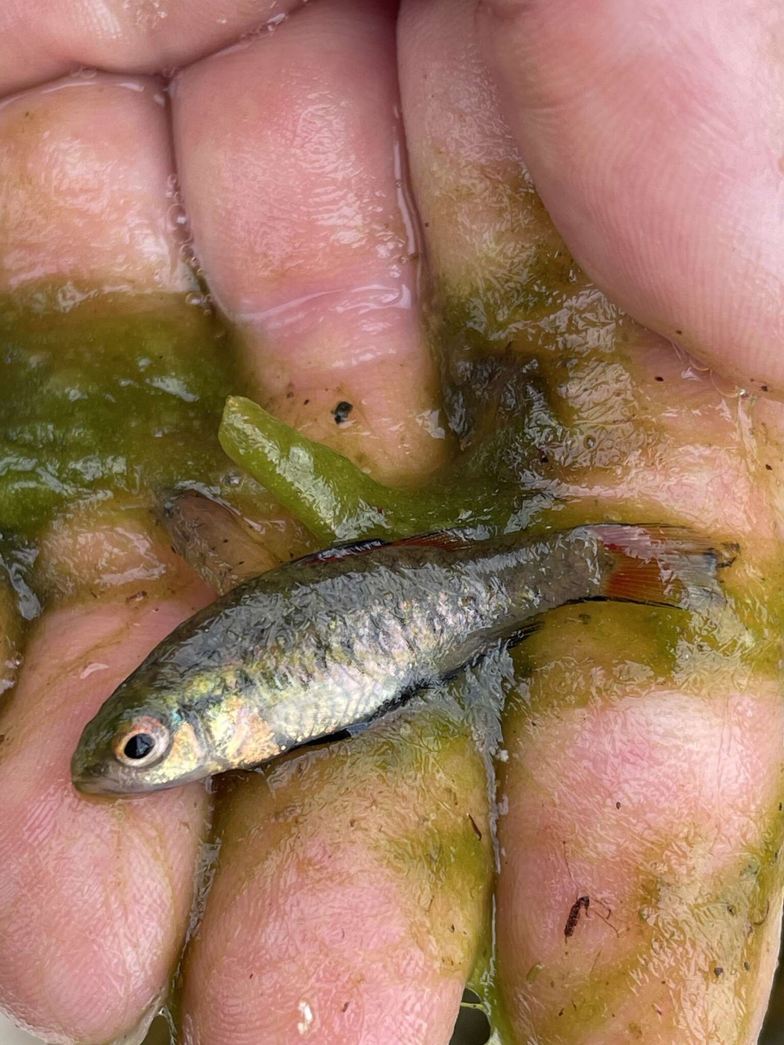 Image of Southern pygmy perch