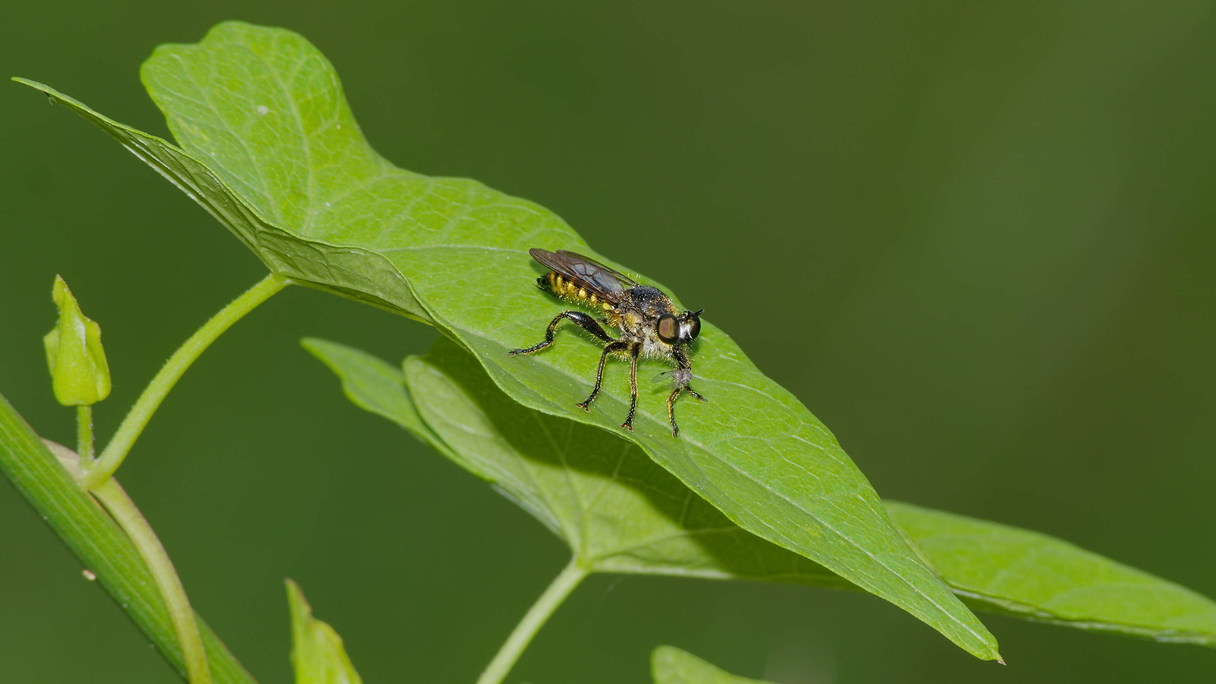 Image of Choerades fimbriata