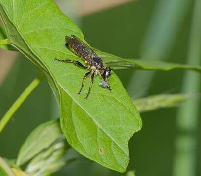 Image of Choerades fimbriata