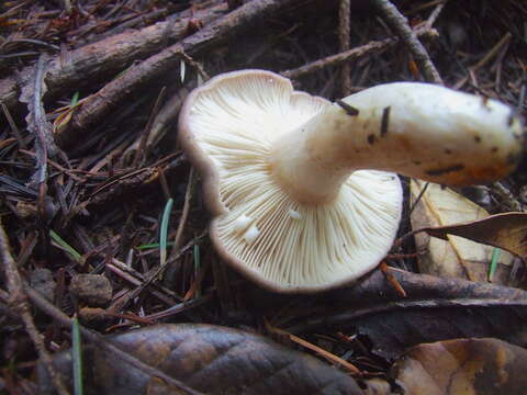 Слика од Lactarius californiensis Hesler & A. H. Sm. 1979