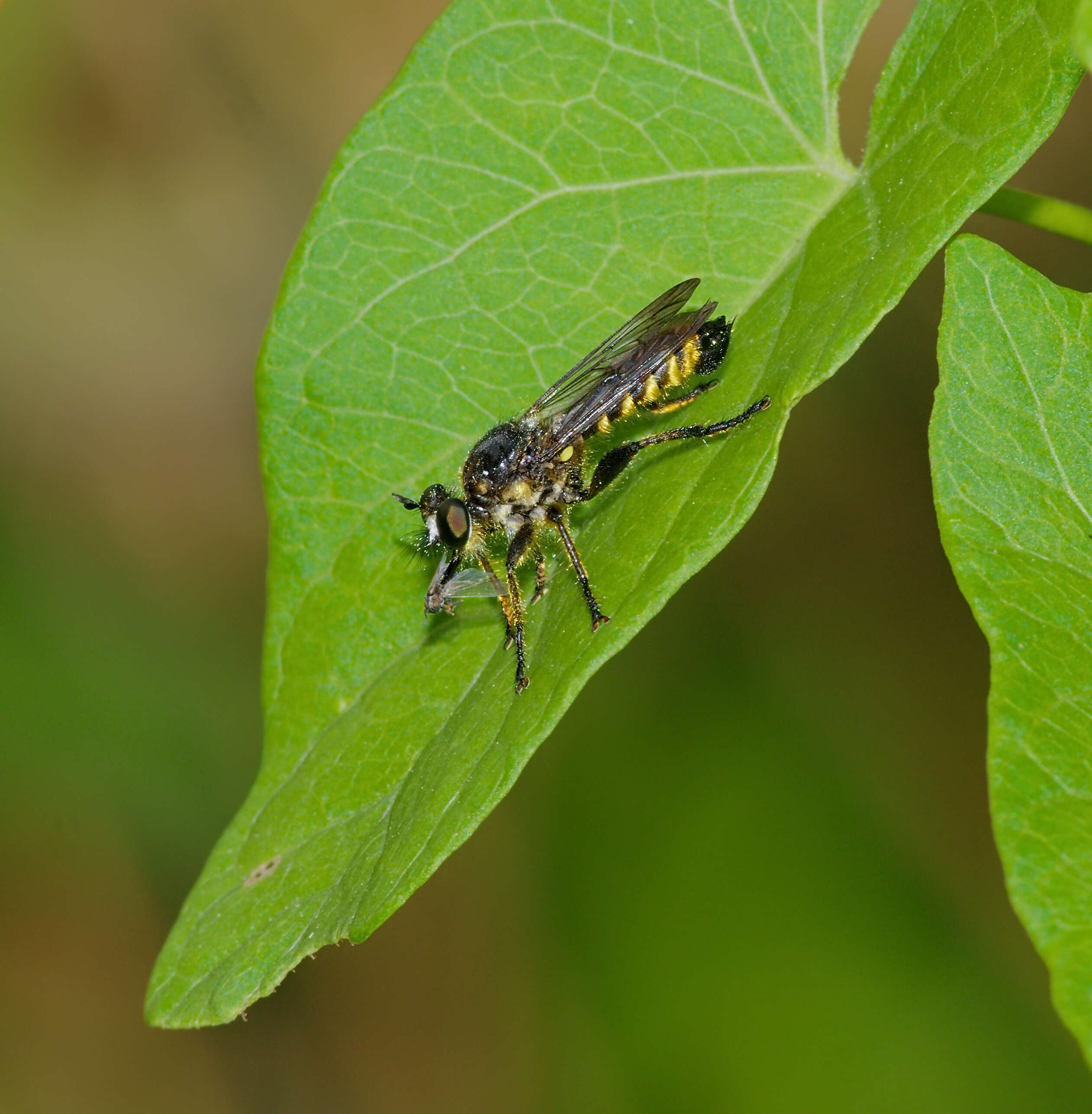 Image of Choerades fimbriata