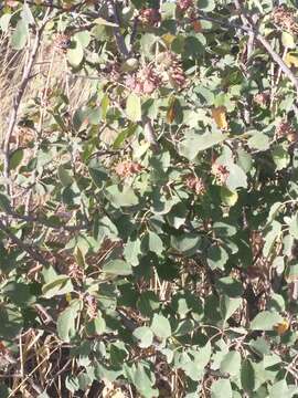 Image de Amélanchier à feuilles d'aulne