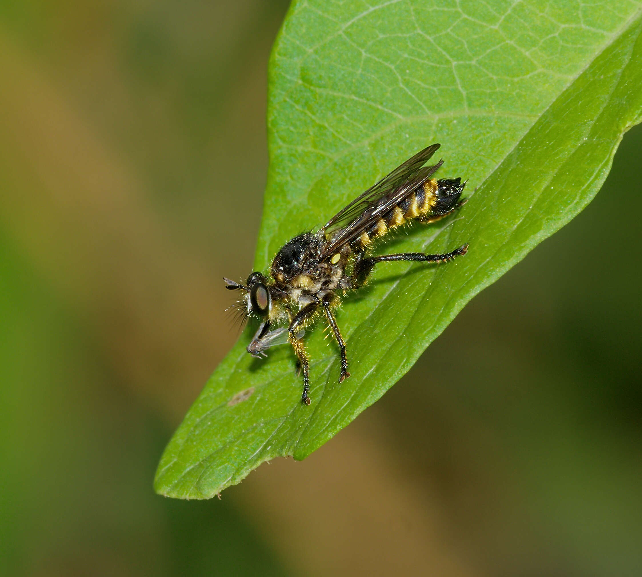 Image of Choerades fimbriata