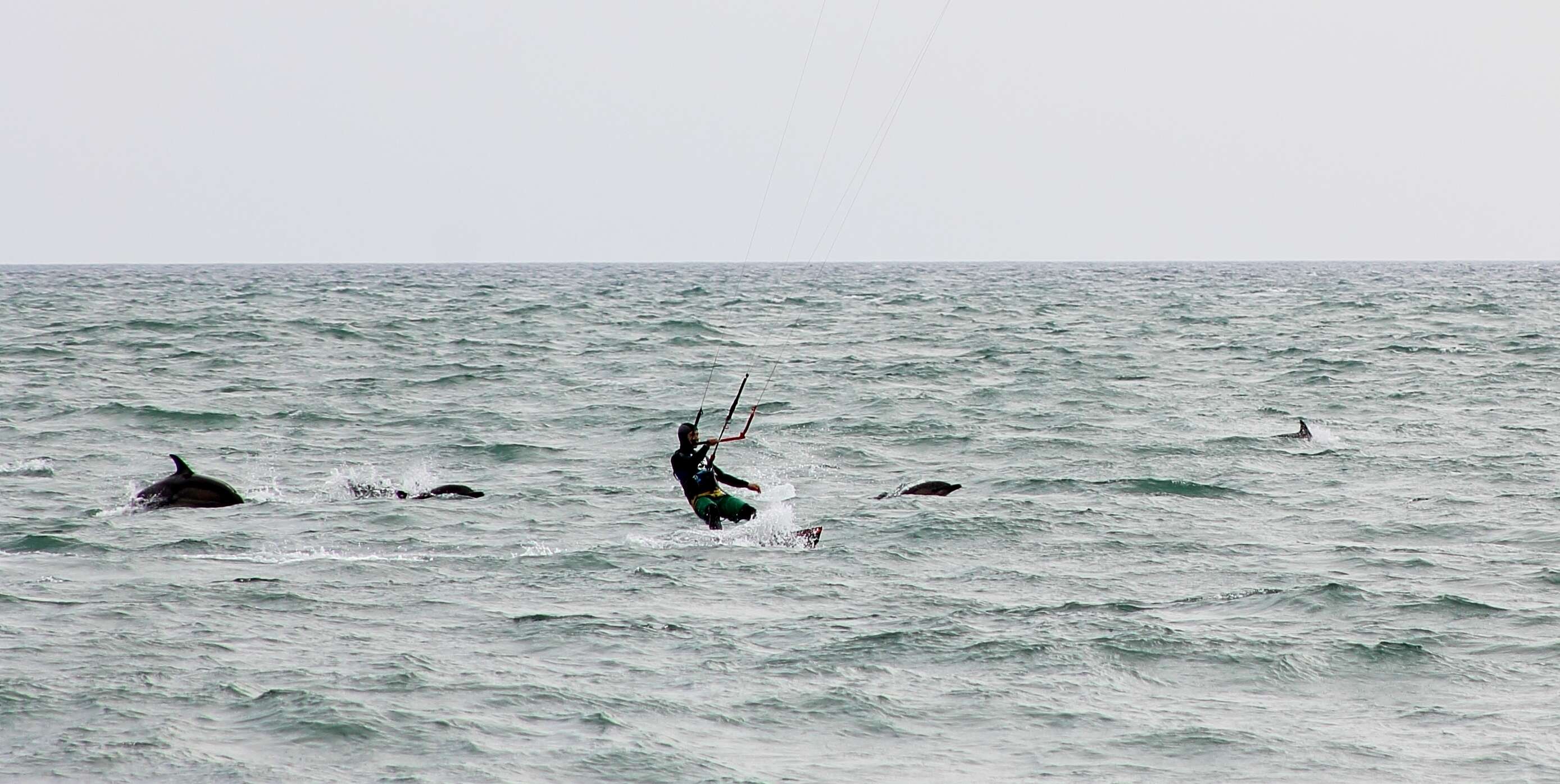 Image of Atlantic Dolphin