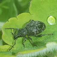 Imagem de Otiorhynchus (Otiolehus) tristis (Scopoli 1763)