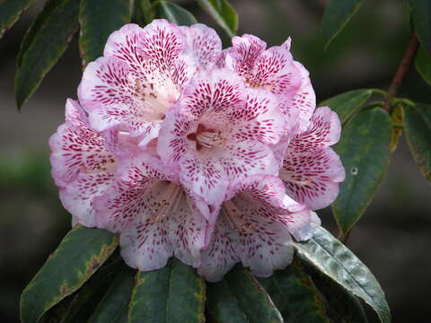 Image of Rhododendron irroratum Franch.