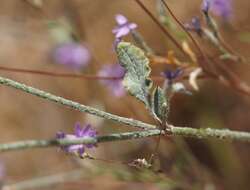 Image of wand buckwheat