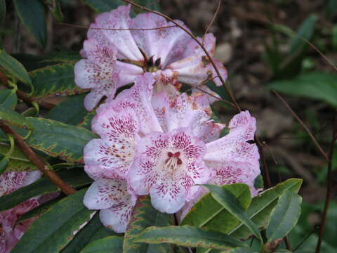 Image of Rhododendron irroratum Franch.