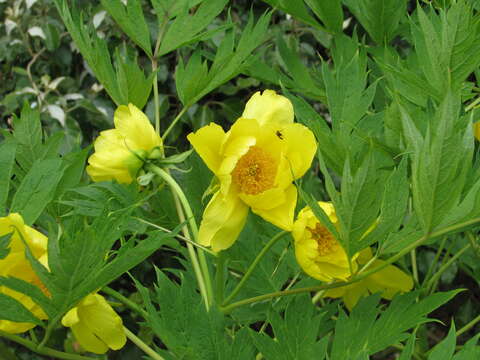 Image of Paeonia delavayi subsp. ludlowii (Stern & G. Taylor) B. A. Shen