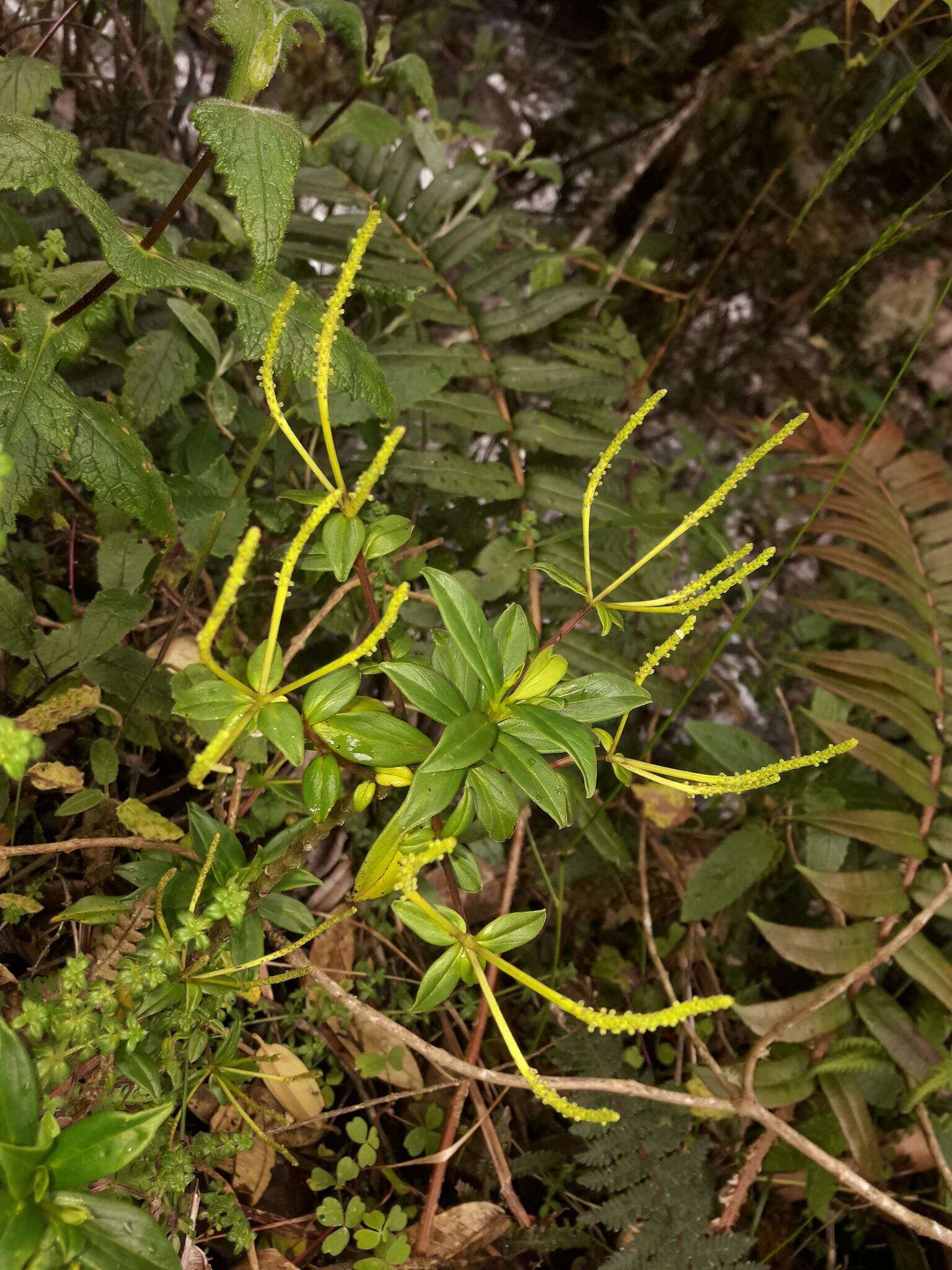 Image of Peperomia saligna Kunth